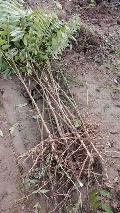 出售臭椿苗，巨峰葡萄苗。药用连翘苗，科研五号优质种苗，2/5年苗，药用连翘树，挂果树，全国包邮到家！财富密码18534302961