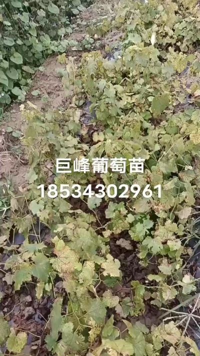 出售早熟巨峰葡萄苗。药用连翘苗，科研五号优质种苗，2/5年苗，药用连翘树，挂果树，全国包邮到家！财富密码18534302961