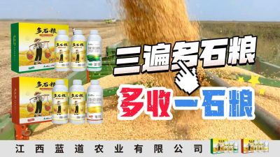 冬季种植，油菜，小麦，草莓等作物的，出现了除草剂药害，黄叶，僵苗，苗不长等问题，马上用多石粮，确保5天见到效果。