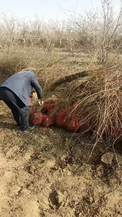 出售药用连翘苗，科研五号优质种苗，2/5年苗，药用连翘树，挂果树，全国包邮到家！财富密码18534302961出售药用连翘苗，科研五号优质种苗，2/5年苗，药用连翘树，挂果树，全国包邮到家！财富密码1