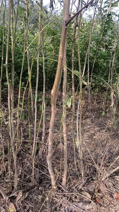 出售臭椿苗，巨峰葡萄苗。药用连翘苗，科研五号优质种苗，2/5年苗，药用连翘树，挂果树，全国包邮到家！财富密码18534302961