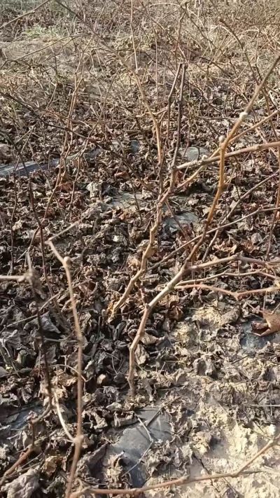 户太八号葡萄苗，，一年扦插苗，需要联系我