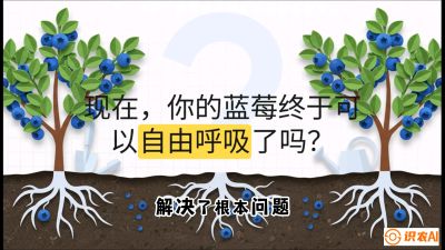 第3节：别把树&ldquo;憋死&rdquo;&mdash;&mdash;正确的定植与换盆手法,   课程：《蓝莓&ldquo;高产&rdquo;实战课：从选苗到丰收的10个关键点》