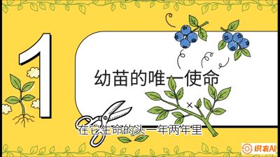 第6节：修剪决定产量（上）&mdash;&mdash;幼苗期与生长期修剪， 课程：《蓝莓&ldquo;高产&rdquo;实战课：从选苗到丰收的10个关键点》