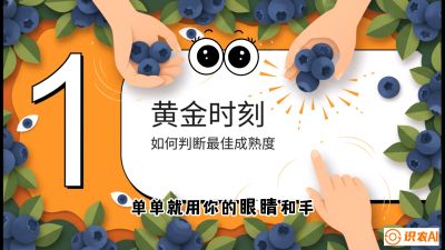 第10节：完美的&ldquo;果粉&rdquo;&mdash;&mdash;采摘时机与保鲜， 课程：《蓝莓&ldquo;高产&rdquo;实战课：从选苗到丰收的10个关键点》