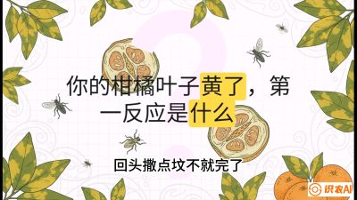 第一节：保命生死线&mdash;&mdash;黄龙病与木虱，课程：《柑橘十大病虫害：从入门到精通》