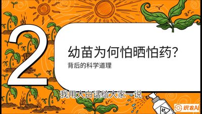 第02节：幼树管理&mdash;&mdash;&ldquo;防晒又防草，树势起得早&rdquo;，课程：《槟榔种植：从不懂到精通的10堂必修课》