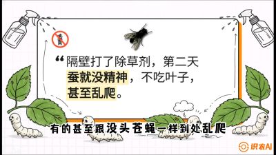 第05节：养蚕人的&ldquo;排雷战&rdquo;&mdash;&mdash;除草剂的生死禁忌，课程：《桑海淘金：桑树高产与蚕桑安全进阶实战课》