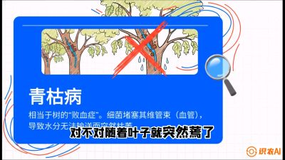 第08节：看不见的杀手&mdash;&mdash;青枯病与萎缩病，课程：《桑海淘金：桑树高产与蚕桑安全进阶实战课》