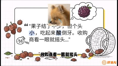 第10节：甜蜜的科学&mdash;&mdash;膨大、增甜与转色，课程：《桑海淘金：桑树高产与蚕桑安全进阶实战课》