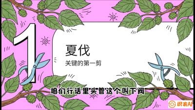 第11节：叶果双收&mdash;&mdash;特殊的夏伐与冬伐，课程：《桑海淘金：桑树高产与蚕桑安全进阶实战课》