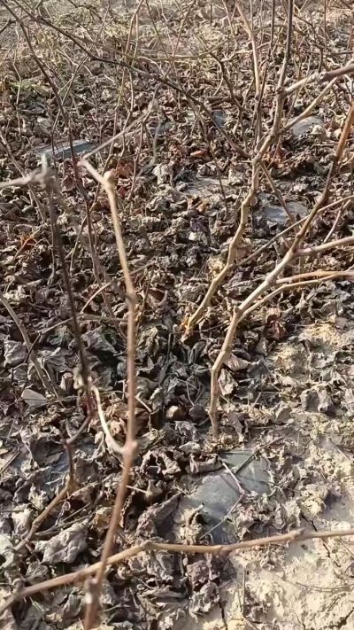 户太八号葡萄苗，一年扦插苗，需要联系，全国包邮到家。18534302961