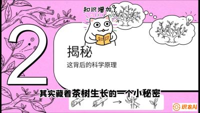 第04节（修剪篇）：树势复活术：从&ldquo;越剪越弱&rdquo;到&ldquo;枝繁叶茂&rdquo;的能量管理与夏秋茶逆袭，课程：《茶金时代：从&ldquo;看天吃饭&rdquo;到&ldquo;精准控局&rdquo;的茶叶高产提质实战课》