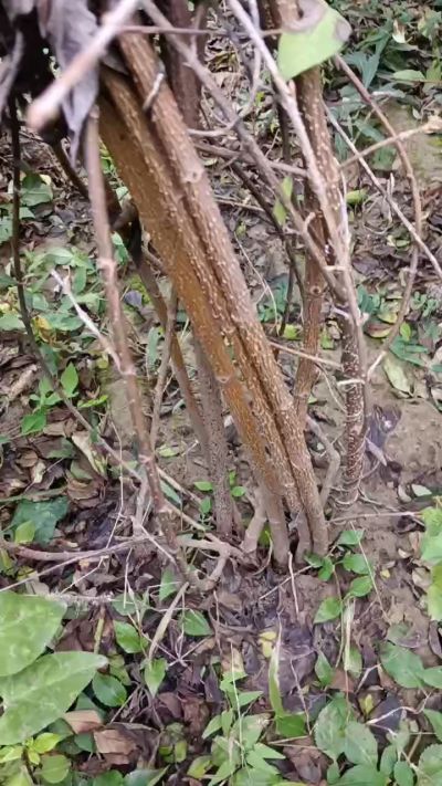 出售药用连翘苗，科研五号优质种苗，2/5年苗，药用连翘树，挂果树，全国包邮到家！财富密码18534302961出售药用连翘苗，科研五号优质种苗，2/5年苗，药用连翘树，挂果树，全国包邮到家！财富密码1