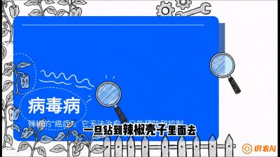 第5节：【病毒病阻击】辣椒的&ldquo;癌症&rdquo;怎么治？从&ldquo;绝收恐慌&rdquo;到&ldquo;带毒生产&rdquo;的逆转术，课程：《辣椒种植实战特训营，从工业辣椒到精品小米辣，教你如何把&ldquo;草&rdquo;种成&ldquo;金&rdquo;》