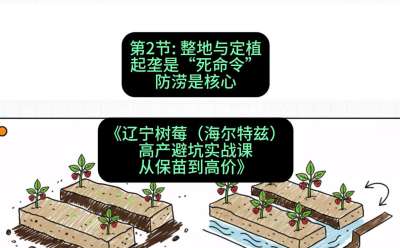 第二节： 整地与定植&mdash;&mdash;起垄是&ldquo;死命令&rdquo;，防涝是核心，课程：《辽宁树莓（海尔特兹）高产避坑实战课：从保苗到高价》