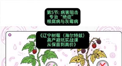 第五节： 病害阻击&mdash;&mdash;专治&ldquo;绝症&rdquo;根腐病与灰霉病，课程：《辽宁树莓（海尔特兹）高产避坑实战课：从保苗到高价》