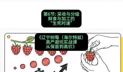 第六节： 采收与分级&mdash;&mdash;鲜食与加工的&ldquo;生死时速&rdquo;，课程：《辽宁树莓（海尔特兹）高产避坑实战课：从保苗到高价》