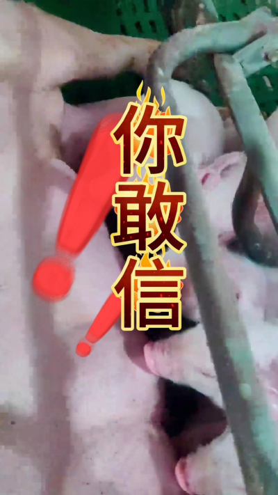 小猪抢不到奶，干瘦不长肉？成活率总上不去？😭
自从用上南商农科这款仔猪补奶机，再也没这烦恼！
✅ 一键设置下料参数，新手也能上手
✅ 恒温补奶，小猪抢着喝，长势超均匀
从车间精工组装到猪场落地使用，每