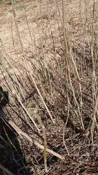 出售臭椿苗，巨峰葡萄苗。药用连翘苗，科研五号优质种苗，2/5年苗，药用连翘树，挂果树，全国包邮到家！财富密码18534302961