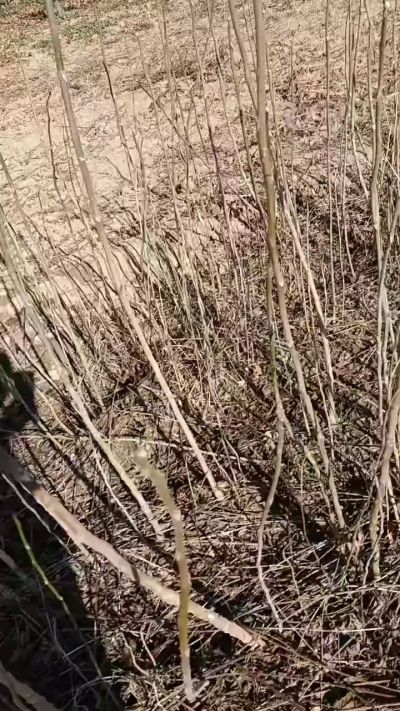 出售臭椿苗，巨峰葡萄苗。药用连翘苗，科研五号优质种苗，2/5年苗，药用连翘树，挂果树，全国包邮到家！财富密码18534302961