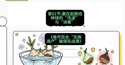 第01节：赢在起跑线&mdash;&mdash;种球的&ldquo;洗澡&rdquo;与&ldquo;消毒&rdquo;，课程：《卷丹百合&ldquo;无病高产&rdquo;植保实战课》#识农AI