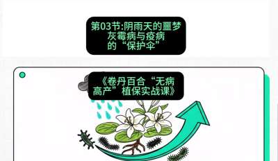 第03节：阴雨天的噩梦&mdash;&mdash;灰霉病与疫病的&ldquo;保护伞&rdquo;，课程：《卷丹百合&ldquo;无病高产&rdquo;植保实战课》#识农AI