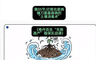 第05节：烂根也是病&mdash;&mdash;镰刀菌基腐病的&ldquo;土壤消毒术&rdquo; ，课程：《卷丹百合&ldquo;无病高产&rdquo;植保实战课》#识农AI