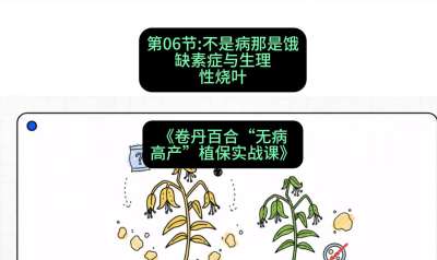 第06节：不是病那是饿&mdash;&mdash;缺素症与生理性烧叶 ，课程：《卷丹百合&ldquo;无病高产&rdquo;植保实战课》#识农AI