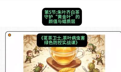 第05节：朱叶齐白茶&mdash;&mdash;守护&ldquo;黄金叶&rdquo;的颜值与蜡质层（重点），课程：《茗茶卫士&mdash;&mdash;茶叶病虫害绿色防控实战课》#识农AI