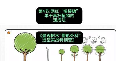 第04节：网红&ldquo;棒棒糖&rdquo;&mdash;&mdash;单干高杆植物的速成法，课程：《景观树木&ldquo;整形外科&rdquo;造型实战特训营》#识农AI