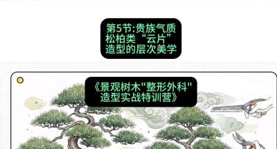 第05节：贵族气质&mdash;&mdash;松柏类&ldquo;云片&rdquo;造型的层次美学，课程：《景观树木&ldquo;整形外科&rdquo;造型实战特训营》#识农AI