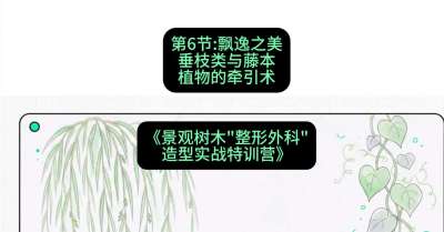 第06节：飘逸之美&mdash;&mdash;垂枝类与藤本植物的牵引术，课程：《景观树木&ldquo;整形外科&rdquo;造型实战特训营》#识农AI