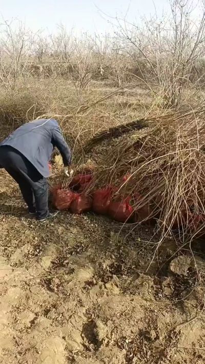 出售药用连翘苗，科研五号优质种苗，2/5年苗，药用连翘树，挂果树，全国包邮到家！财富密码18534302961出售药用连翘苗，科研五号优质种苗，2/5年苗，药用连翘树，挂果树，全国包邮到家！财富密码1