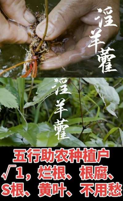 177，1907，0725，V 同号
1  老乡们！种淫羊藿不用乱买肥，咱这款专用肥，针对淫羊藿习性配的，壮苗防烂根，采收多卖钱，用过都回头！
2  咱种淫羊藿图的就是省心高产！专用肥薄肥勤施，苗不烧