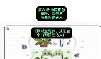 第六节：神医把脉：黄叶、消苞与病虫害逆转术，课程：《蝴蝶兰雅养六讲：从阳台小白到园艺达人》#识农AI