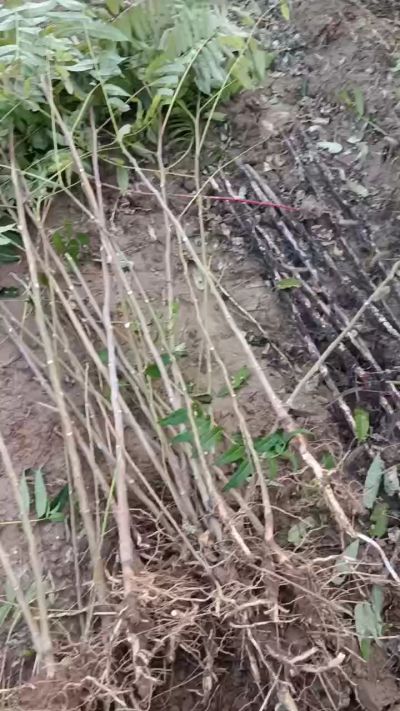 出售臭椿苗，巨峰葡萄苗。药用连翘苗，科研五号优质种苗，2/5年苗，药用连翘树，挂果树，全国包邮到家！财富密码18534302961